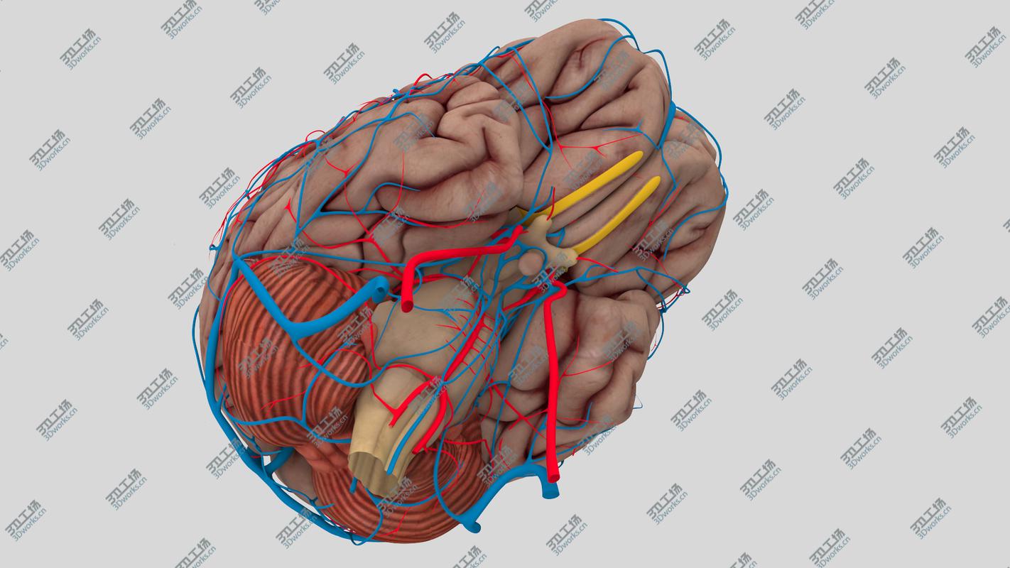 images/goods_img/202104021/3D model Human Brain Anatomy/3.jpg
